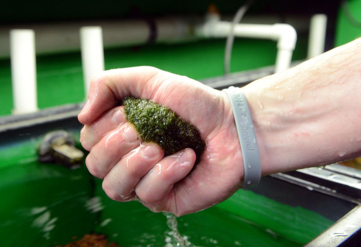 Marimo moss balls Great balls of algae for your underwater terrarium