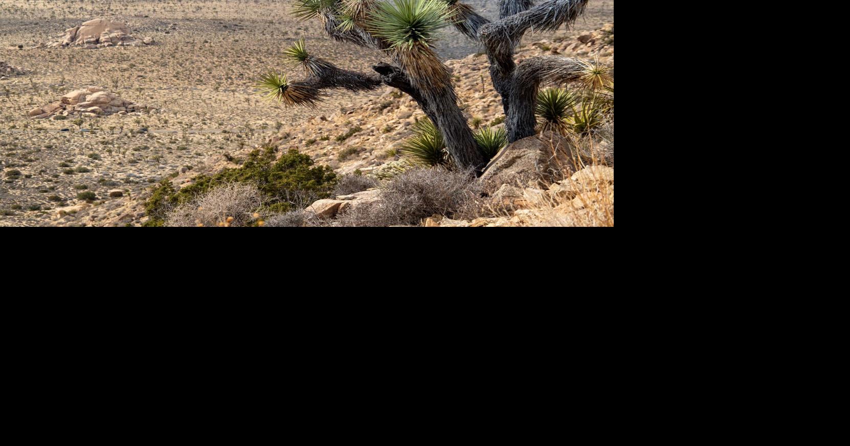 Plant biologist from Lancaster reflects on Joshua trees and federal ...