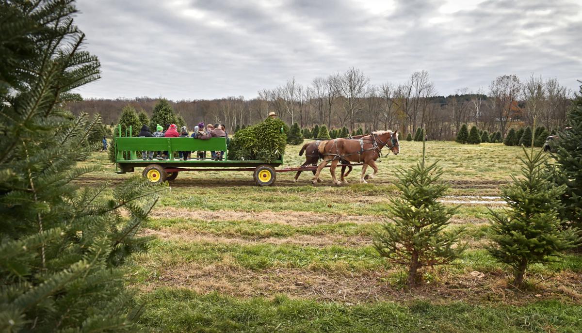 Lancaster County Christmas tree farmers remain optimistic despite