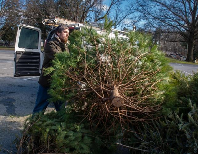 Christmas trees turned into mulch [photos] Local News