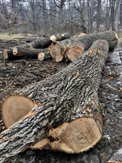 Removal Of 180 Mature Ash Trees Changes The Face Of 2