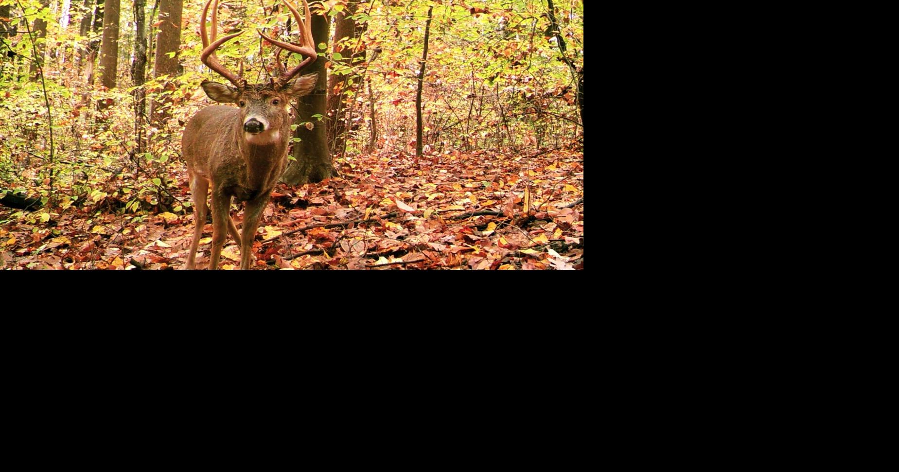 Here's what to know as Pa. deer hunting season gets underway in 2024