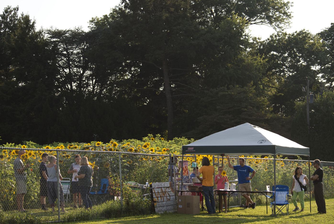 Wheatland Sunflower Field