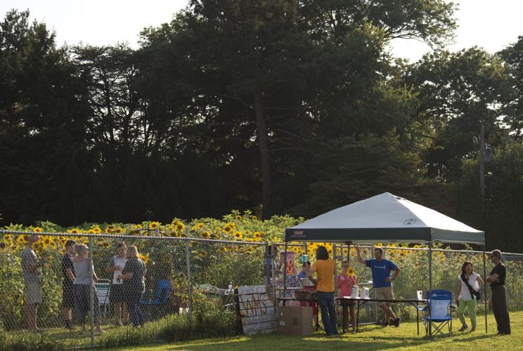 Wheatland Community Sunflower Garden [photos]