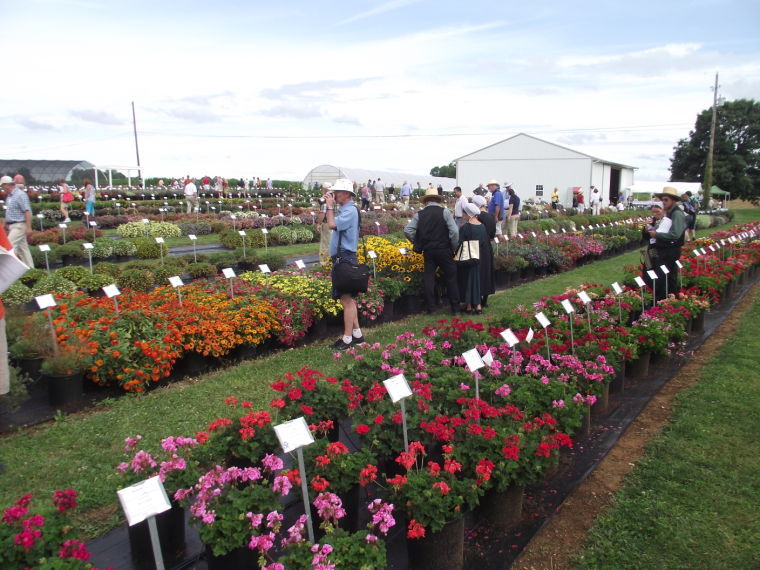 Penn State flower trials take the guesswork out of gardening | Local ...