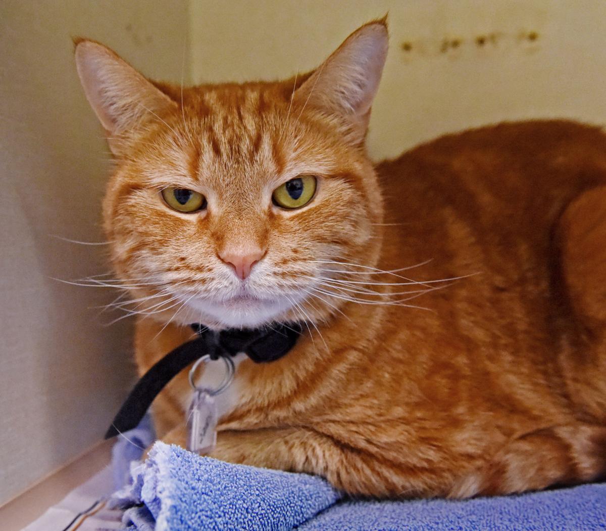 Pet Of The Week Adopt 6 Year Old Kitty Who Is Looking For A