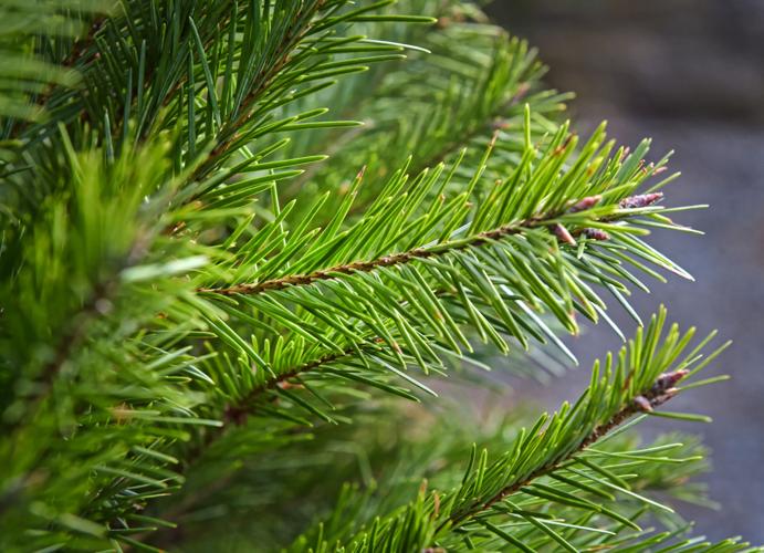 How to pick a Christmas tree & have a good time doing it Local News