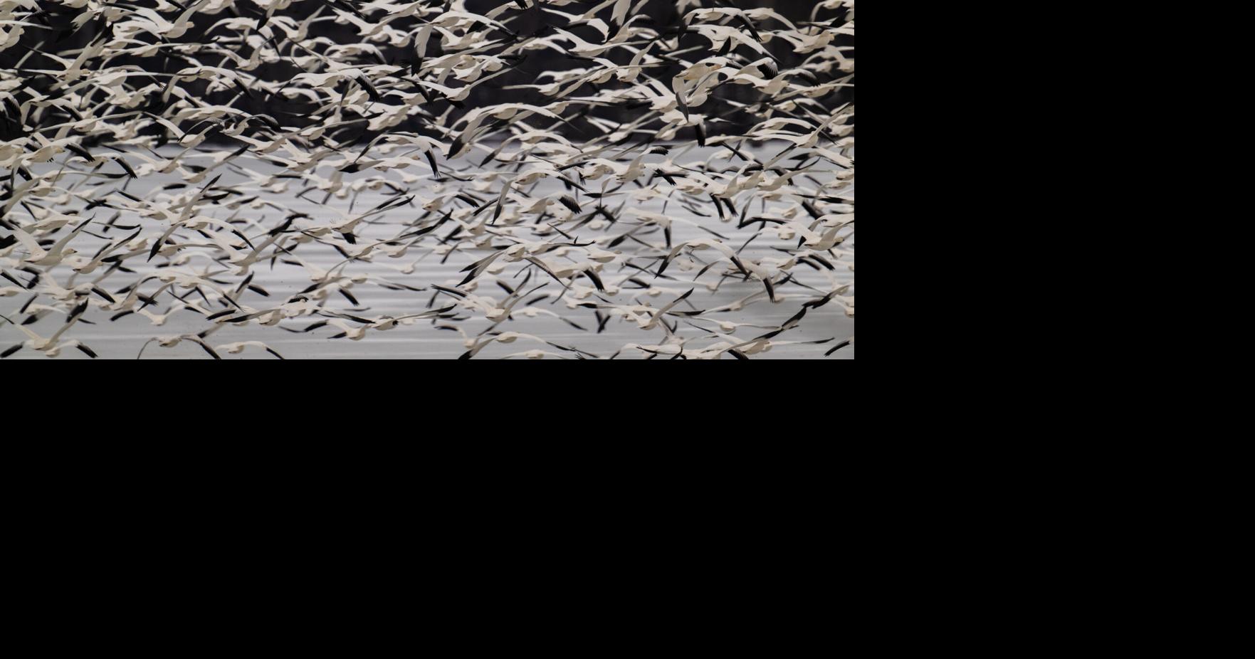 Pa. officials eye declining migrating snow geese numbers [column]