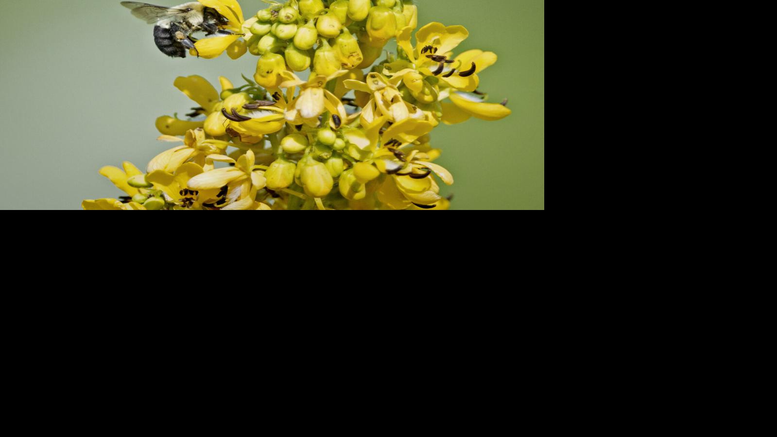 How to see the top flowers and pollen maters in Lancaster County, and the Idea Garden for free | Home & Garden