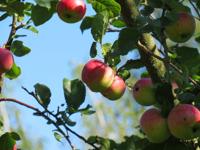 Where to pick your own apples in Lancaster County in 2020