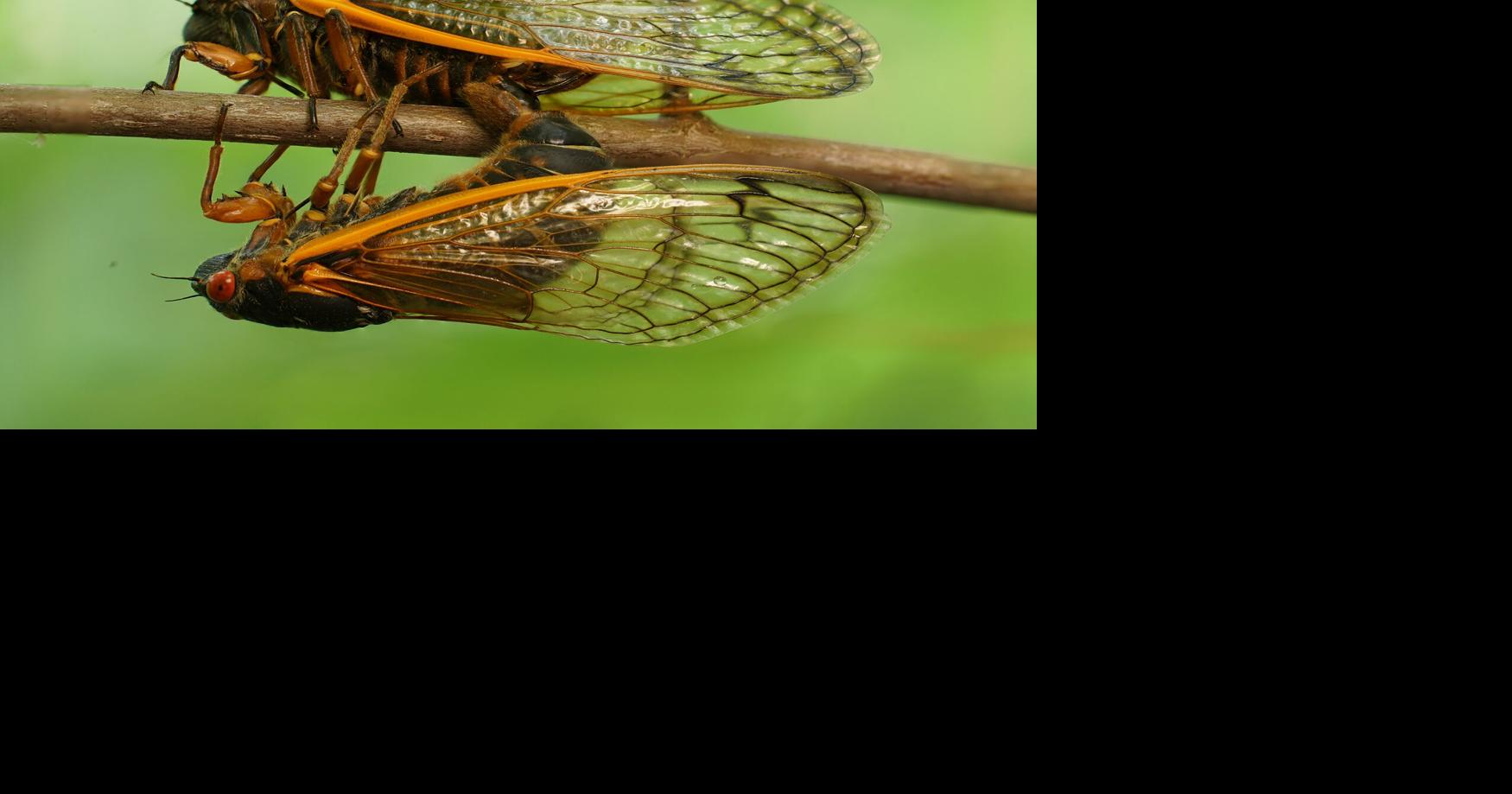 Will cicadas swarm Pennsylvania in 2024? Home & Garden