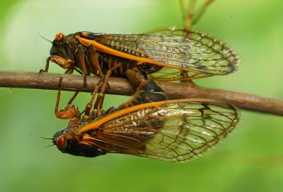 Givens cicadas