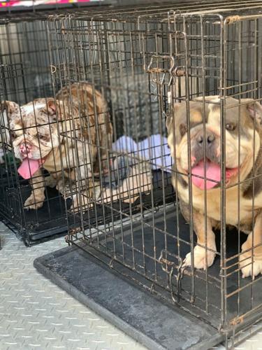 SPCA rescues 17 dogs from Lancaster County breeder | Local News |  