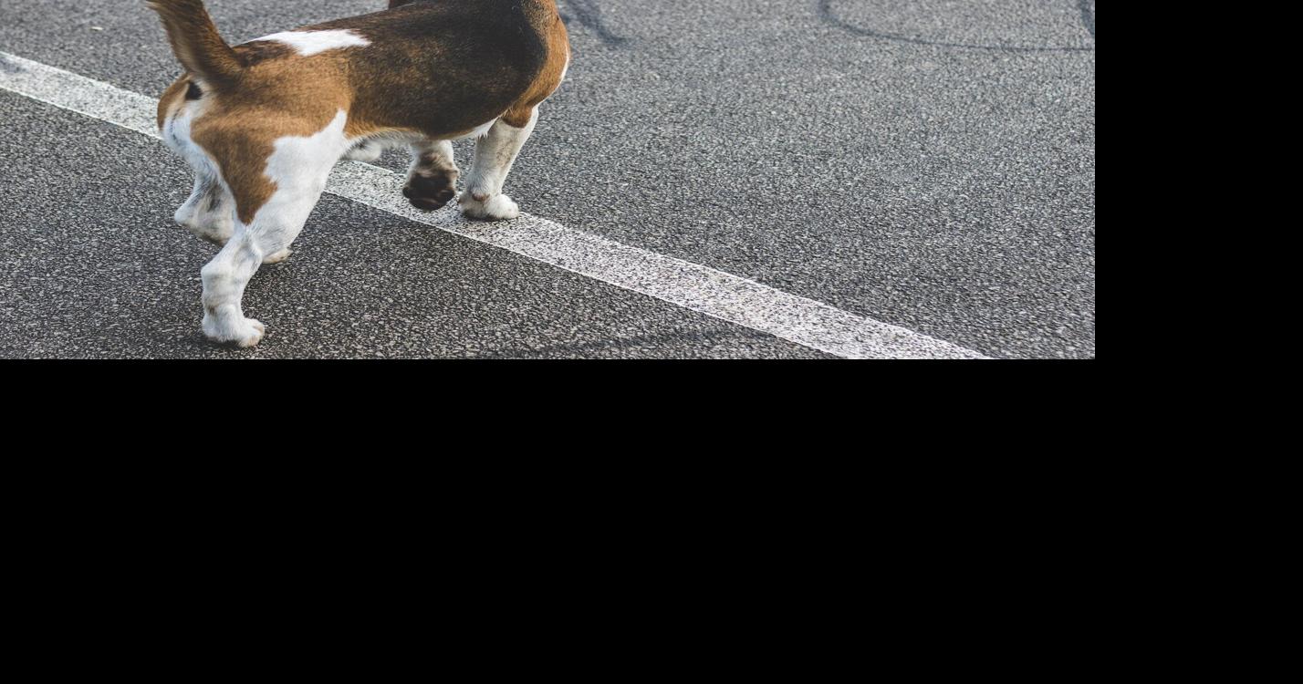 She remembers Archie, a dog with many hidden talents [I Know a Story ...
