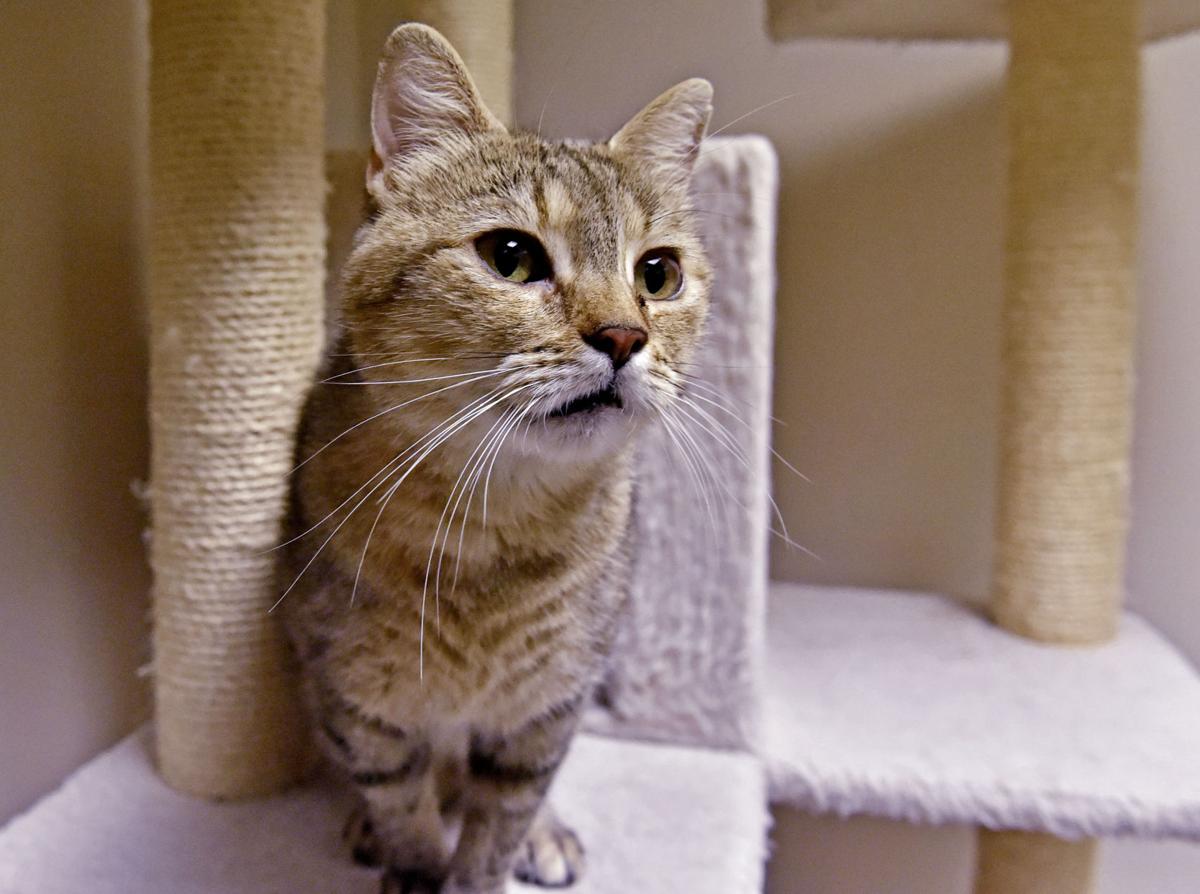 Pet Of The Week Adopt Cara A 4 Year Old Domestic Shorthair Cat