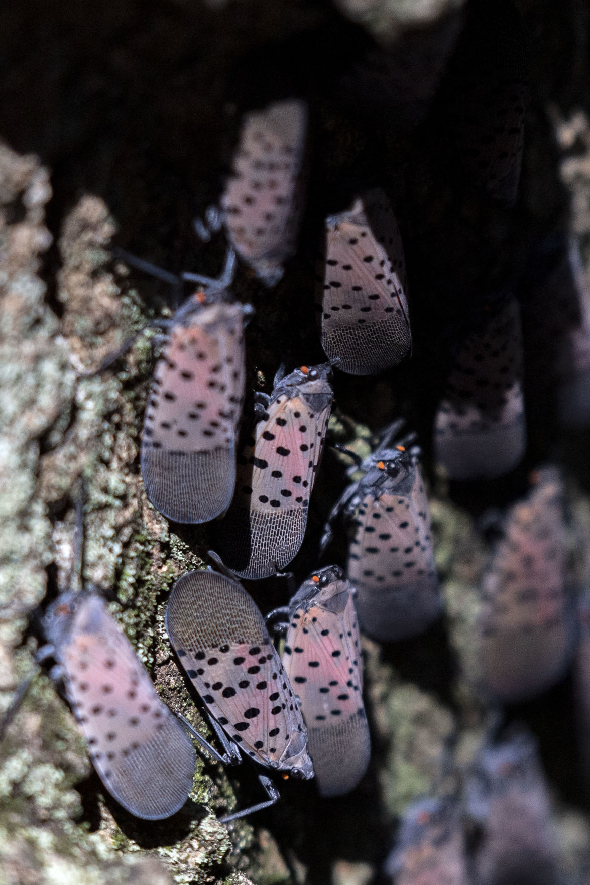 spotted-lanternflies-reach-adulthood-and-they-ve-been-spotted-in