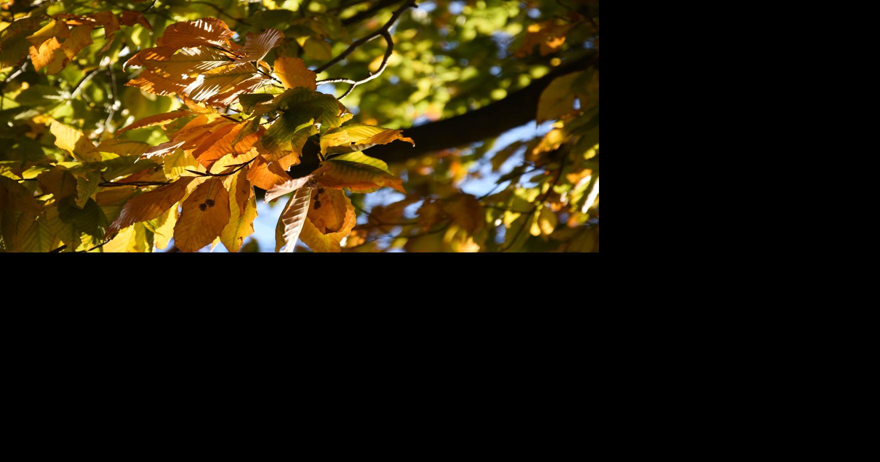 Here's Lancaster County's weather forecast for Thanksgiving week