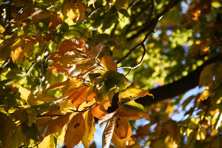 Autumn color starting to fade in Lancaster County [photos] | Local News ...