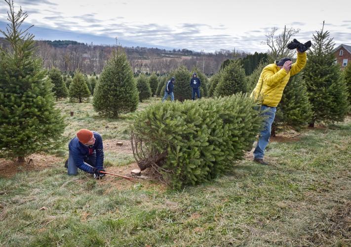 How to pick a Christmas tree & have a good time doing it Local News