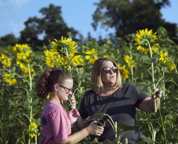 Wheatland Community Sunflower Garden [photos]