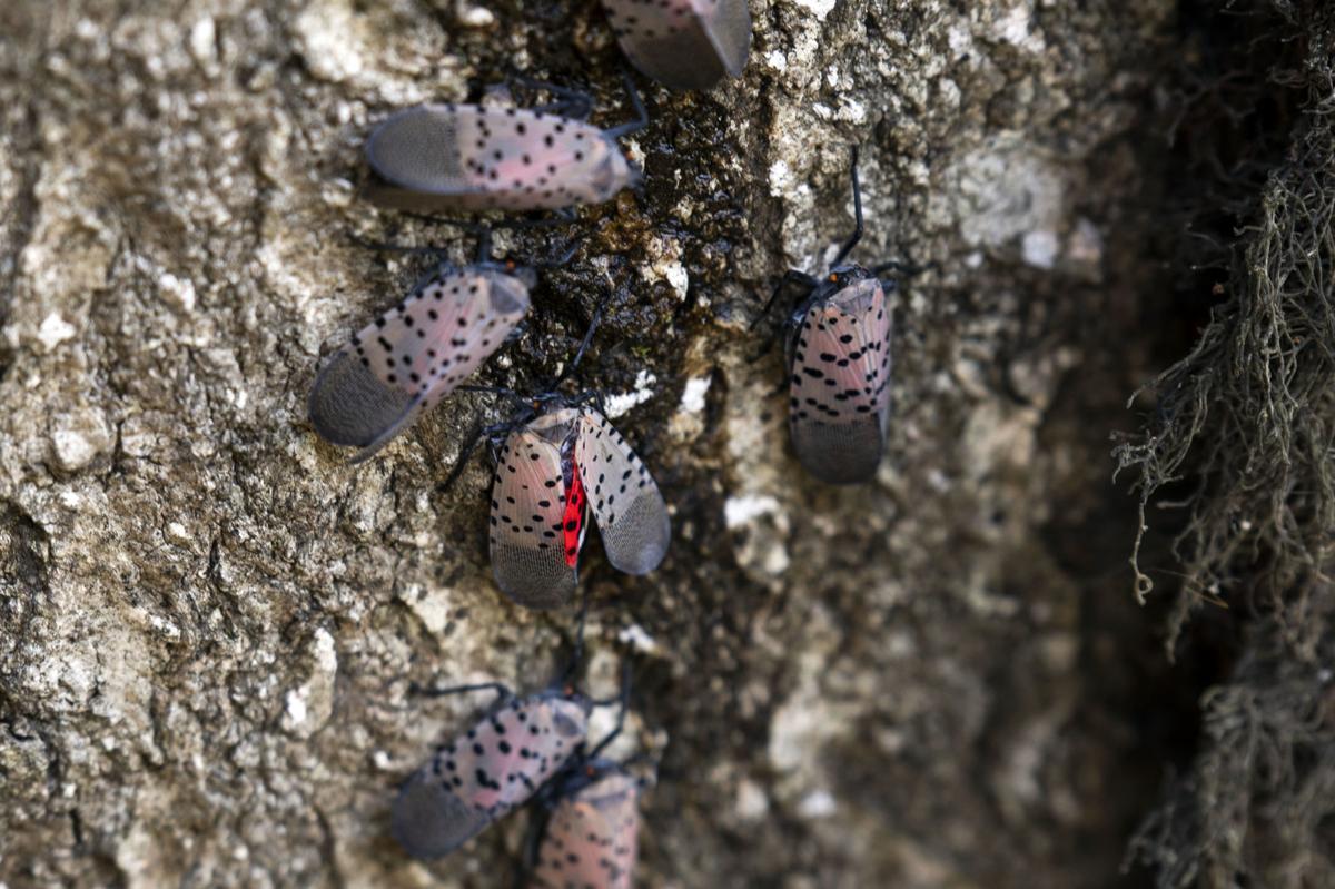 Lanternfly Pine Sol Recipe 8 Spotted lanternflies reach adulthood, and they've been spotted in