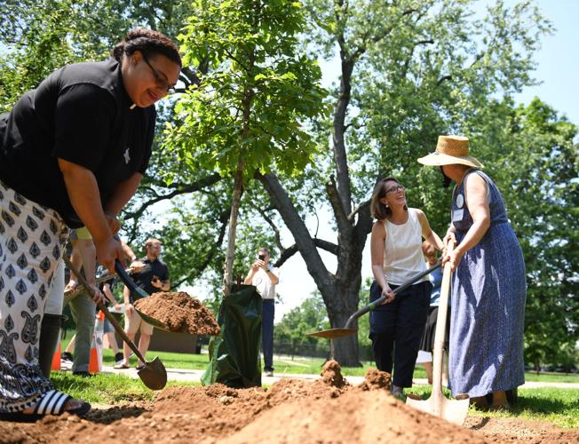 'Unity Tree' planted in Buchanan Park to celebrate program that planted ...