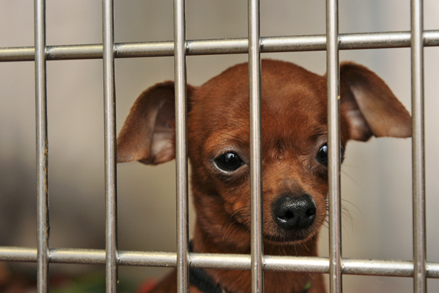 Humane League Of Lancaster County Takes In Dogs Removed From Out Of County Home News Lancasteronline Com