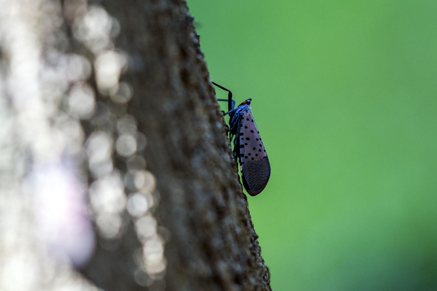 Spotted Lanternfly Quarantine Zone Expanded By Dozen Pa Counties Map Local News Lancasteronline Com