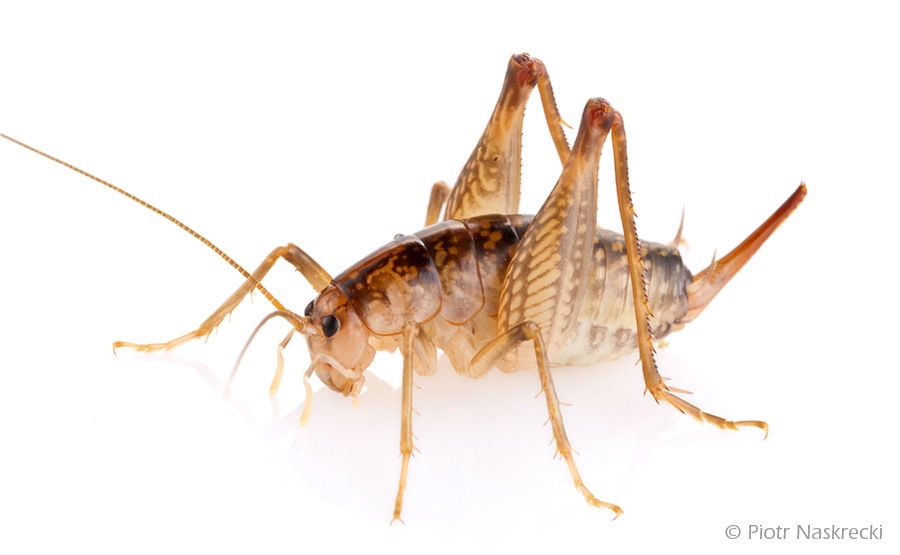 Camel Crickets Arrive In Lancaster, Why Do I Have Camel Crickets In My Basement