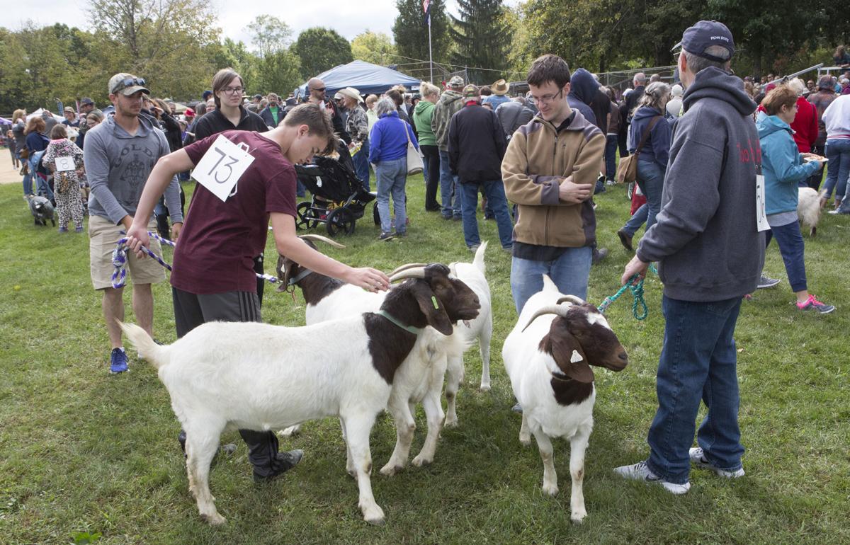 How the Falmouth Goat Races became an institution Local News