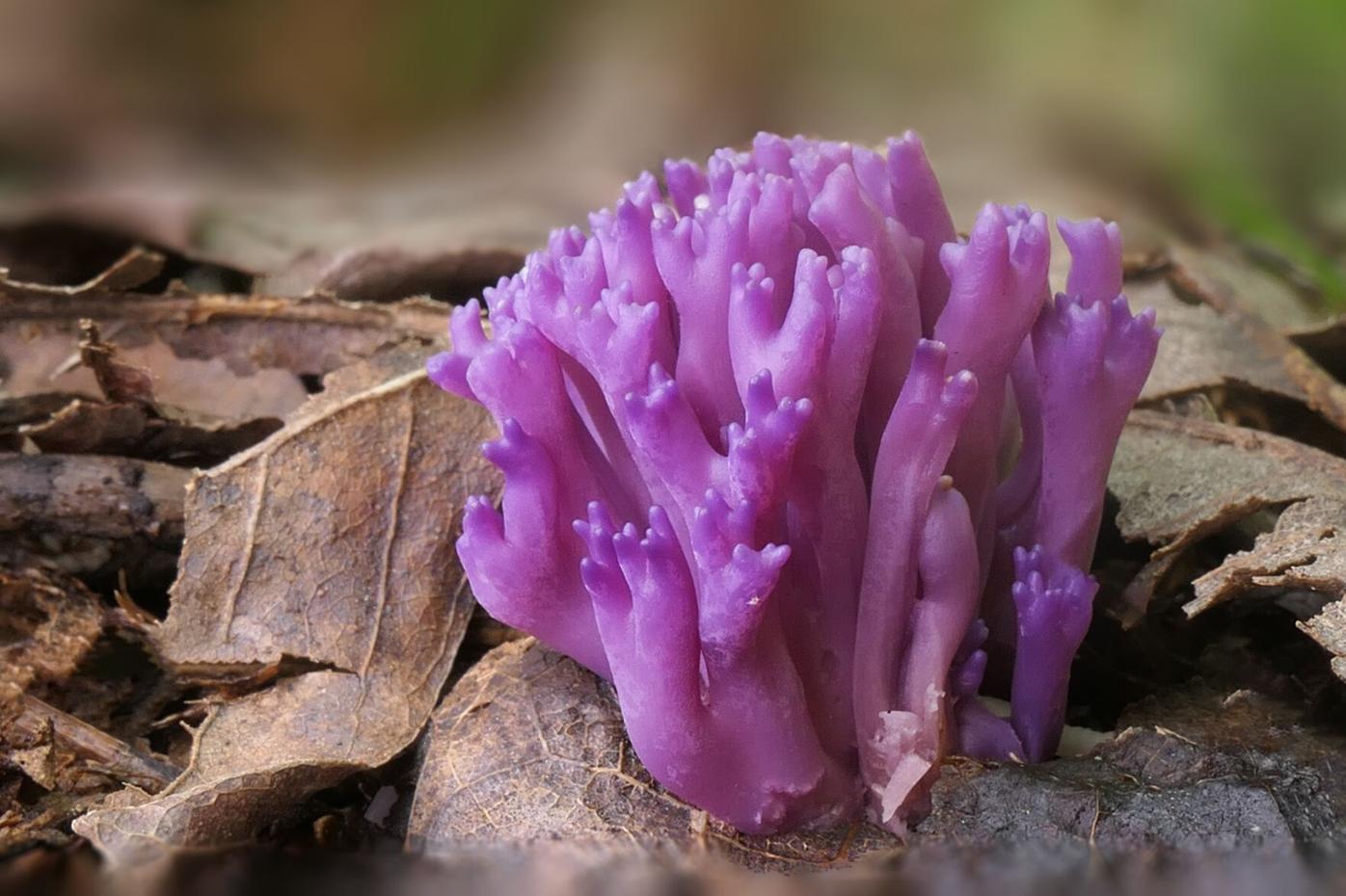Givens coral fungi.png