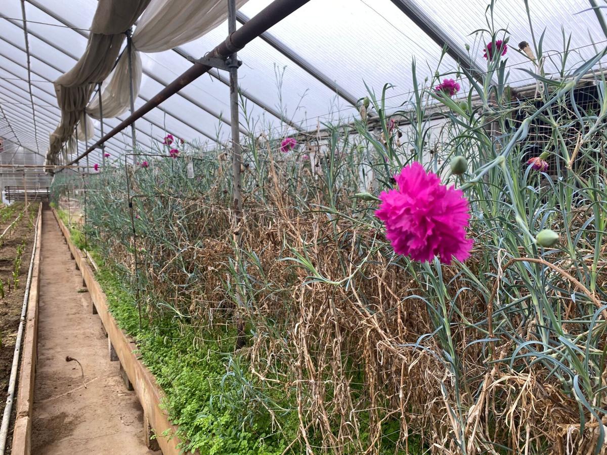 Hendricks' Flowers carnation