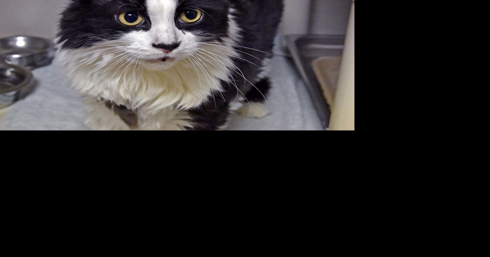 Pet of the week Adopt Maleficent, a 9yearold domestic longhaired