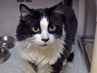 Pet Of The Week Adopt Maleficent A 9 Year Old Domestic Long