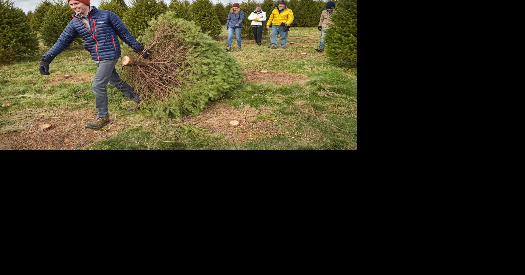 8 farms to cut your own Christmas tree in Lancaster County Life