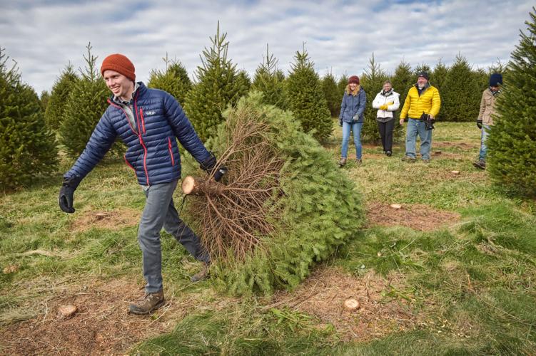 How to pick a Christmas tree & have a good time doing it Local News