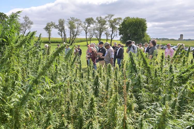 Hemp in Lancaster County [photos] | | lancasteronline.com