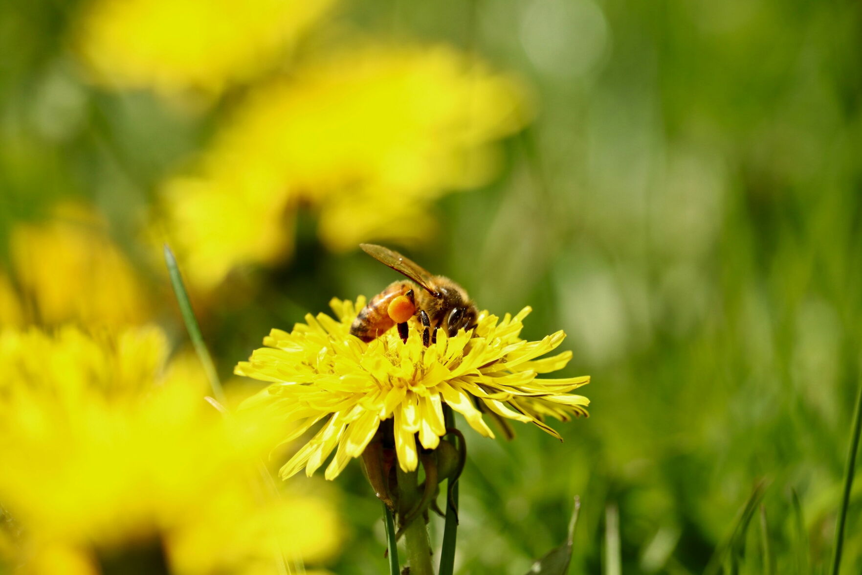 Pollinators Vip Dispel common myths about caring for pollinators [Master Gardener ...