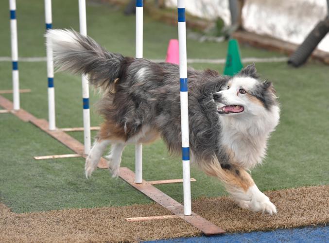 Rocky Creek Dog Agility 15.jpg