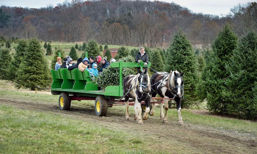 How to pick a Christmas tree & have a good time doing it Local News