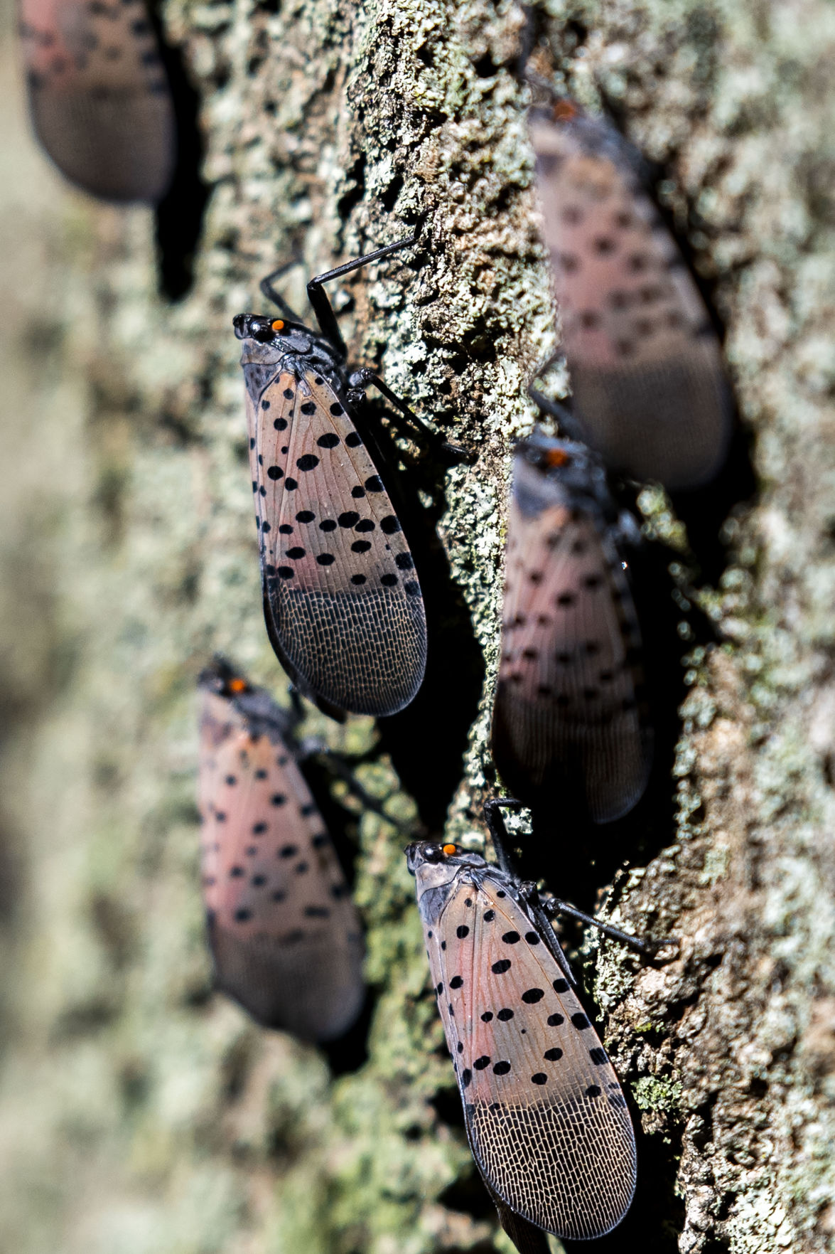 spotted-lanternflies-reach-adulthood-and-they-ve-been-spotted-in