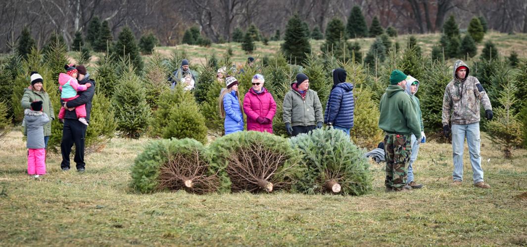 How to pick a Christmas tree & have a good time doing it Local News