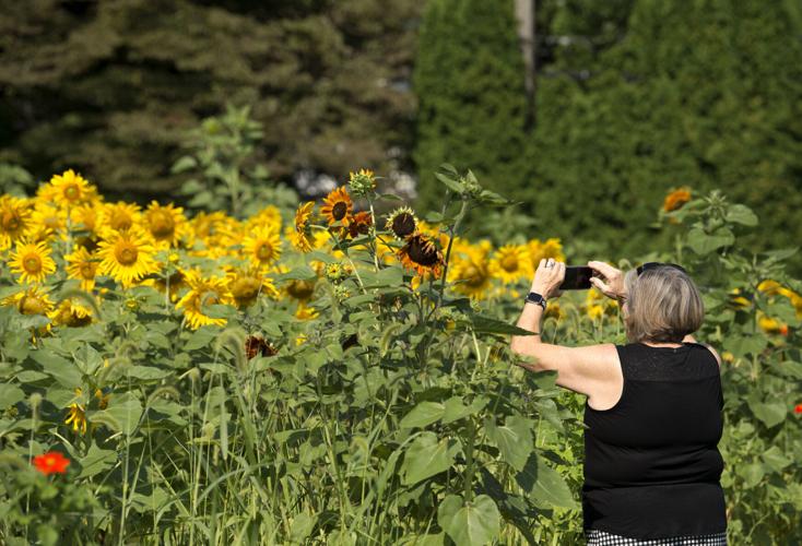 Wheatland Community Sunflower Garden [photos]