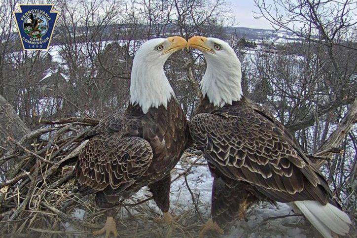 How the York County Eagle Cam came to be such a sensation ...