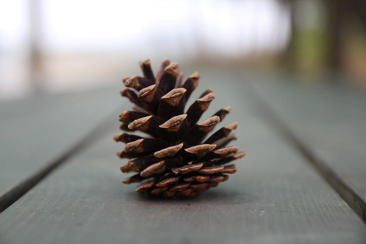 ผลการค้นหารูปภาพสำหรับ Pine Cone Stars Craft Ideas