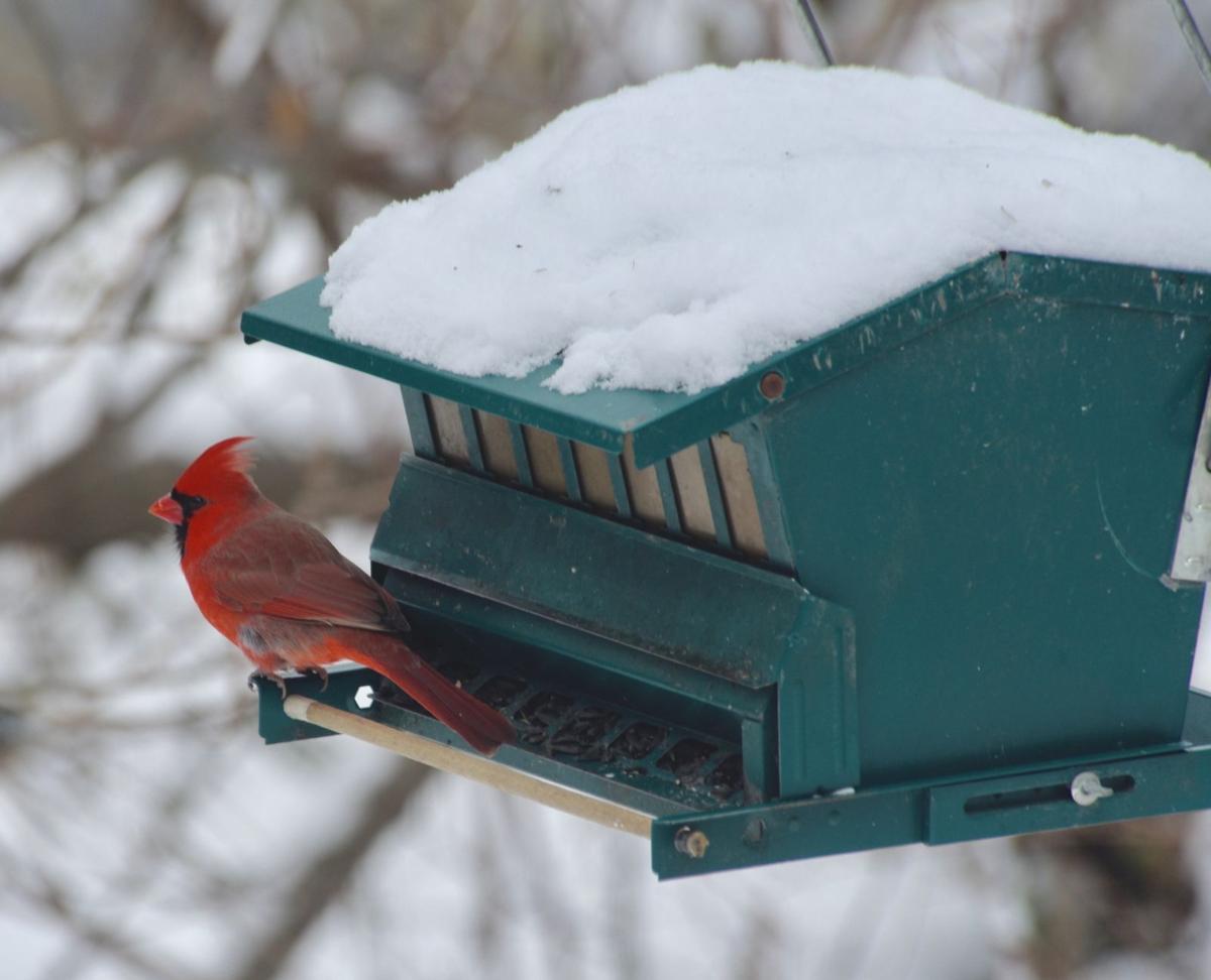 What Are The Most Common Birds And The Biggest Bullies At Your