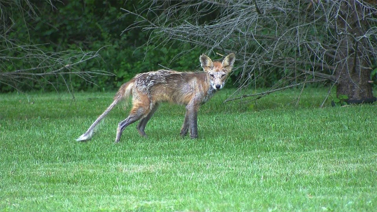 Sarcoptic store mange fox