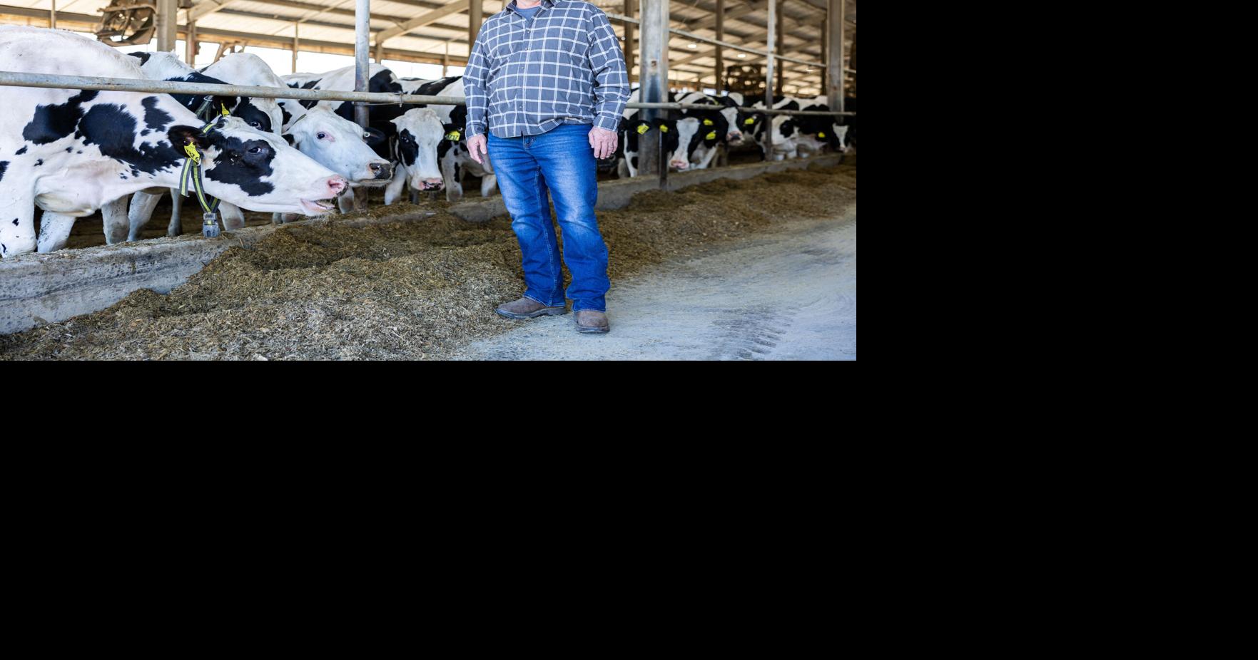 Dairy farmers in the County Lancaster are preparing at Trump’s trade war rates with Mexico, Canada, China | Policy