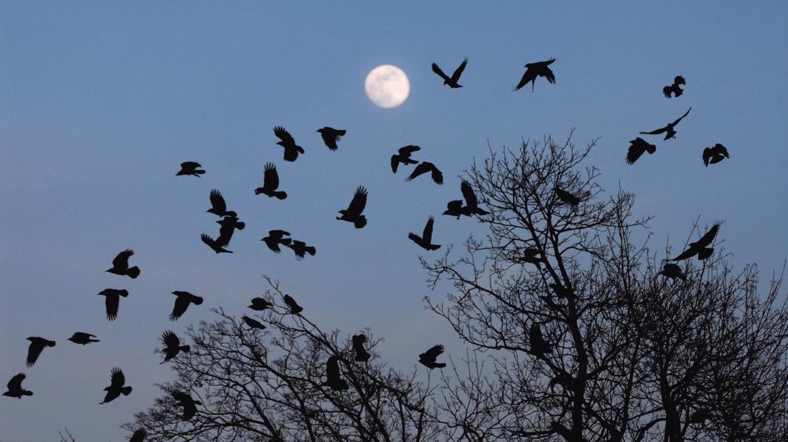 Crow lovers plan seasonlong celebration when the flocks return Local
