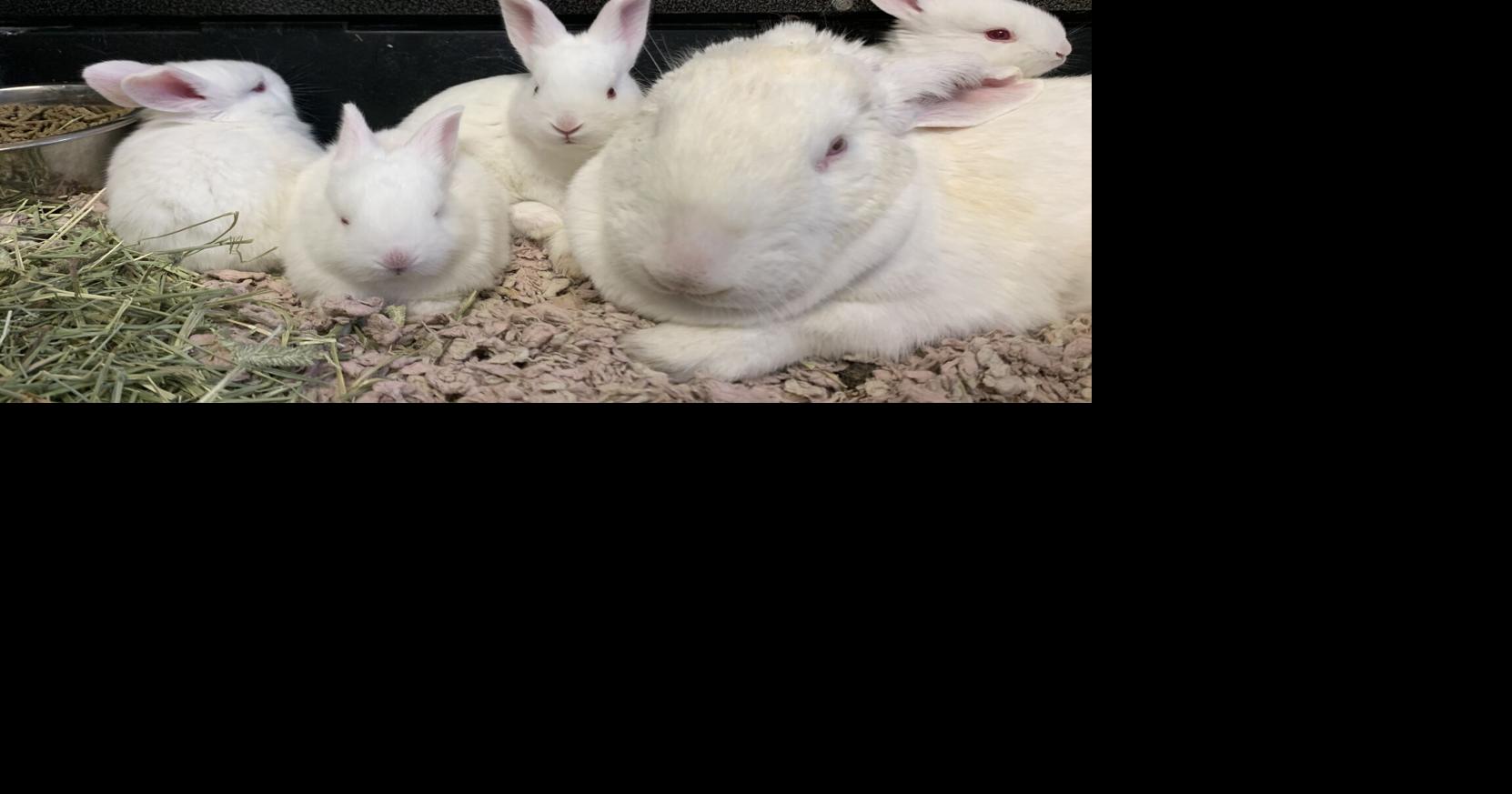 PSPCA rescues nearly 50 rabbits from Ephrata property where animals